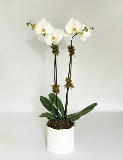 Orchids - Main Street Nursery