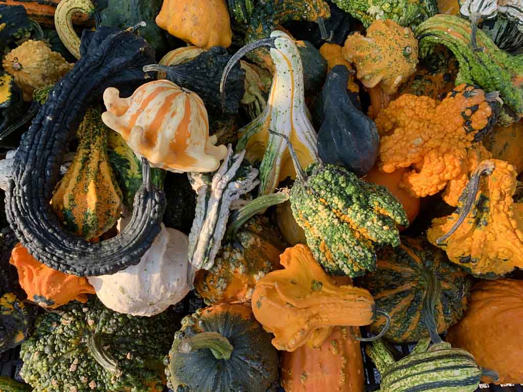fall