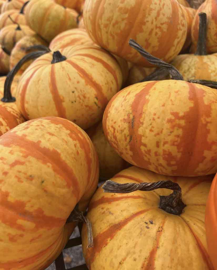 FALL